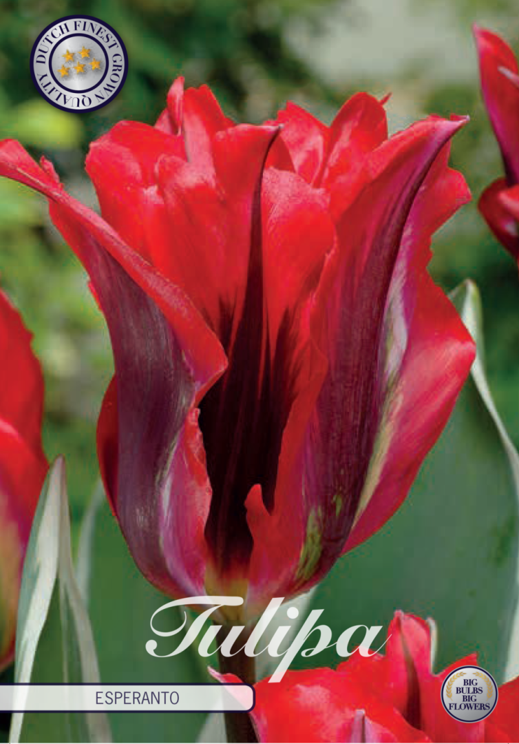 Tulipa Esperanto 7-pack