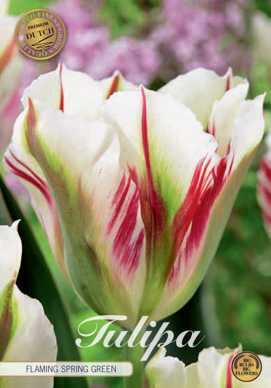 Tulipa Flaming Spring Green (premium) 5-pack