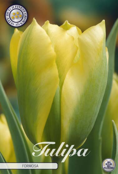 Tulipa Formosa 7-pack