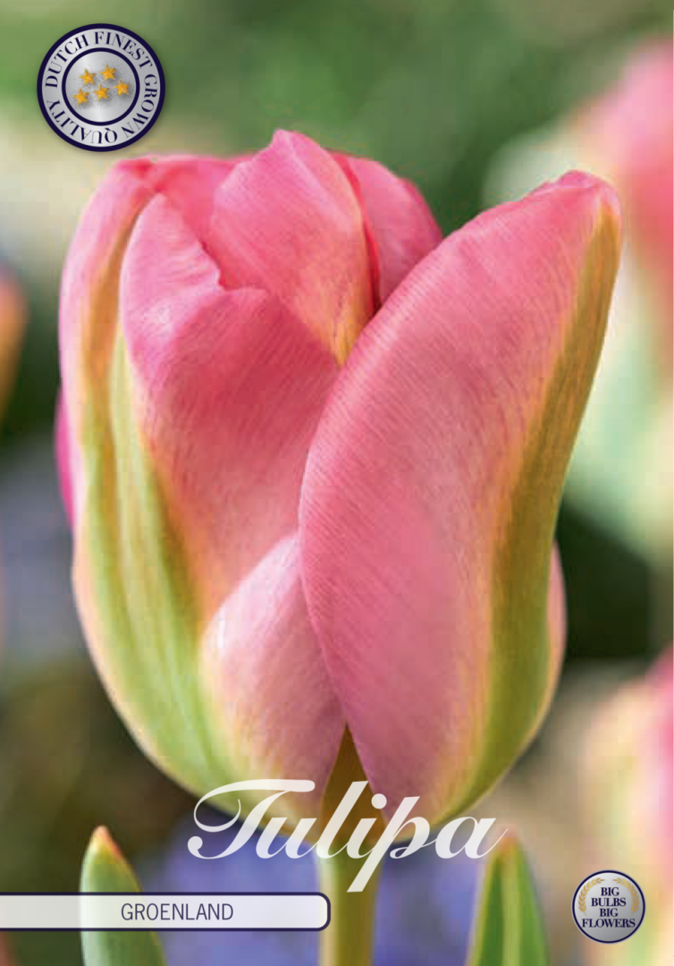 Tulipa Groenland 7-pack