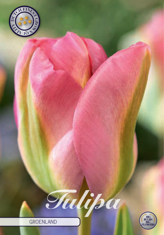 Tulipa Groenland 7-pack
