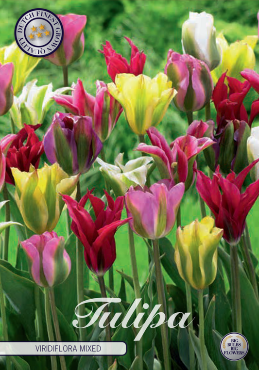 Tulipa Viridiflora Mixed 7-pack