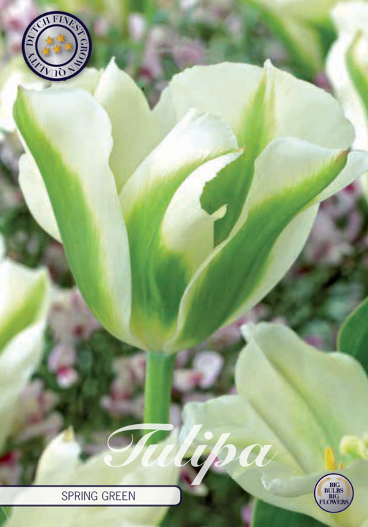 Tulipa Spring Green 7-pack