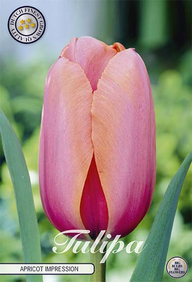 Tulipa Apricot Impression (NEW) 10-pack