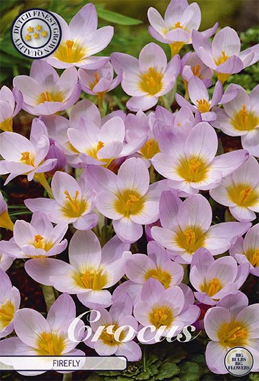 Crocus Firefly (NEW) 20-pack