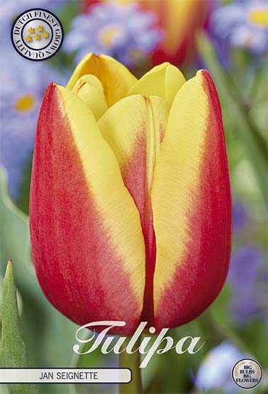 Tulipa Jan Seignette (NEW) 10-pack