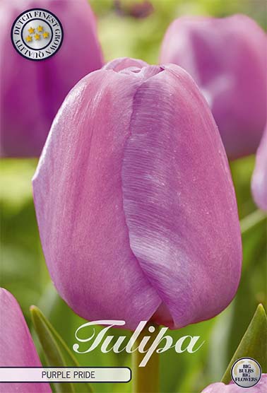 Tulipa Purple Pride (NEW) 7-pack