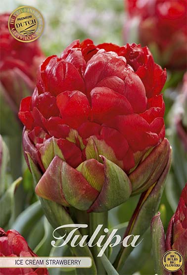 Tulipa Ice Cream Strawberry (NEW) 3-pack
