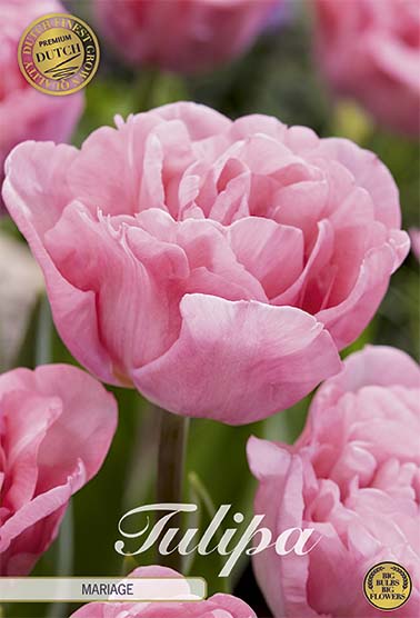 Tulipa Mariage (NEW) 7-pack