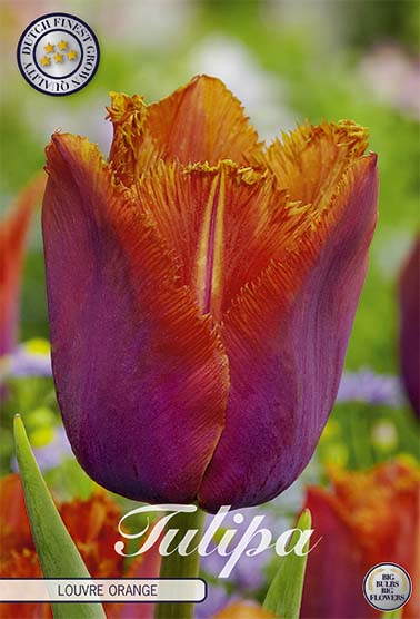 Tulipa Louvre Orange (NEW) 7-pack