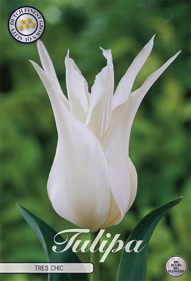 Tulipa Tres Chic (NEW) 7-pack