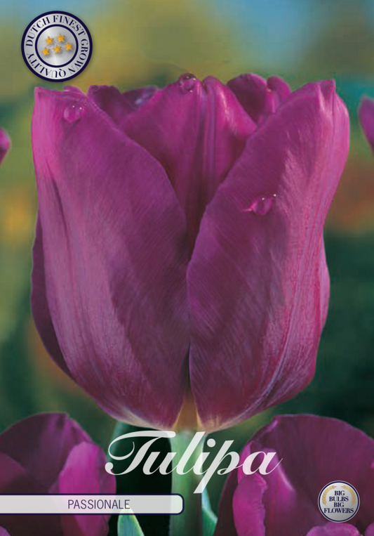 Tulipa Passionale 10-pack