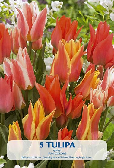 Tulipa Fun Colours 10-pack