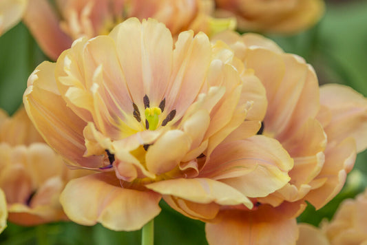 Tulipa La Belle Epoque (premium) 5-pack