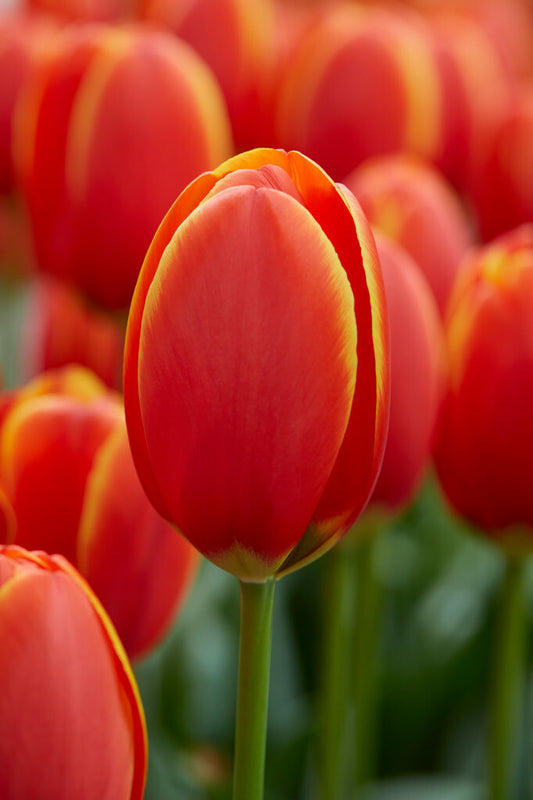 Tulipa World's Favourite 7-pack