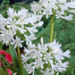 Agapanthus White 1-pack - Svedberga Plantskola AB - Köp växter Online med hemleverans.
