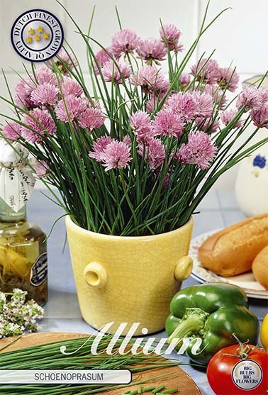 Allium Schoenoprasum 1-pack - Svedberga Plantskola AB - Köp växter Online med hemleverans.