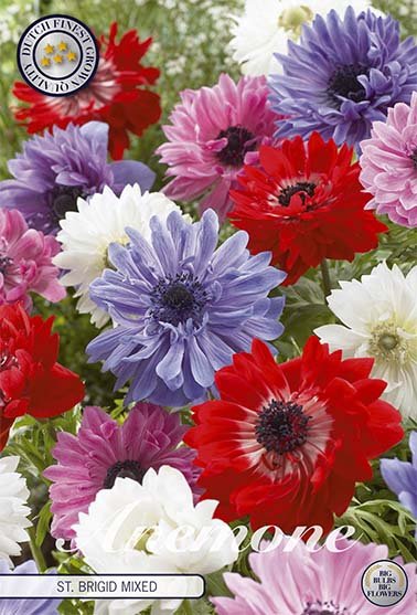 Anemone Coronaria St. Brigit 15 -pack - Svedberga Plantskola AB - Köp växter Online med hemleverans.