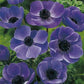 Anemone Coronaria The Caen Blauw 15 -pack - Svedberga Plantskola AB - Köp växter Online med hemleverans.