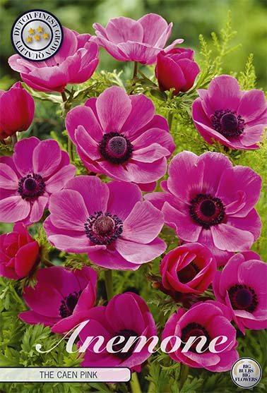 Anemone Coronaria The Caen Rose 15 -pack - Svedberga Plantskola AB - Köp växter Online med hemleverans.