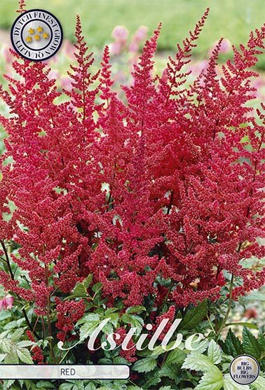 Astilbe Red 1-pack - Svedberga Plantskola AB - Köp växter Online med hemleverans.