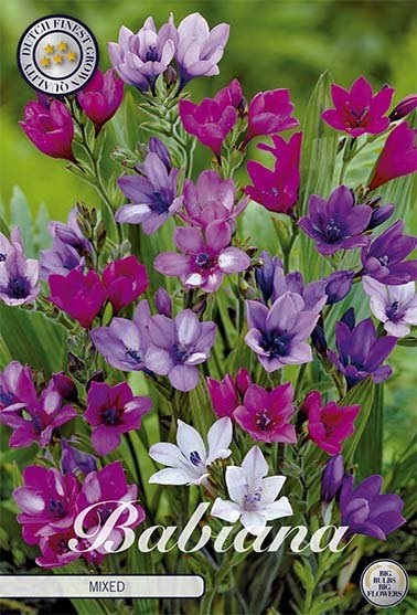 Babiana Babiana 10 -pack - Svedberga Plantskola AB - Köp växter Online med hemleverans.