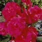 Begonia Double Pink 3-pack - Svedberga Plantskola AB - Köp växter Online med hemleverans.