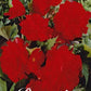 Begonia Double Red 3-pack - Svedberga Plantskola AB - Köp växter Online med hemleverans.