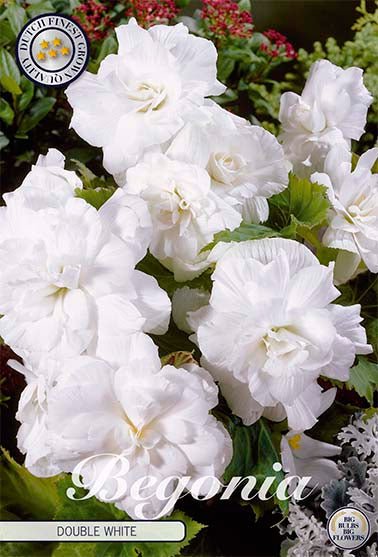 Begonia Double White 3-pack - Svedberga Plantskola AB - Köp växter Online med hemleverans.