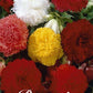 Begonia Fimbriata Mixed 3-pack - Svedberga Plantskola AB - Köp växter Online med hemleverans.