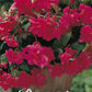 Begonia Pendula Pink 3-pack - Svedberga Plantskola AB - Köp växter Online med hemleverans.