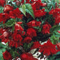 Begonia Pendula Red 3-pack - Svedberga Plantskola AB - Köp växter Online med hemleverans.