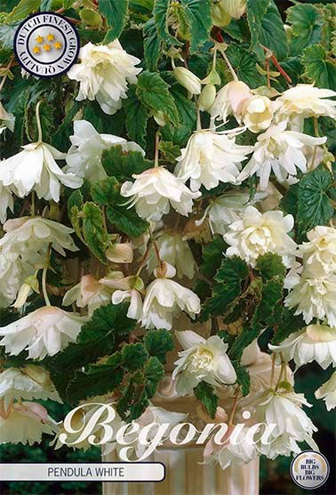 Begonia Pendula White 3-pack - Svedberga Plantskola AB - Köp växter Online med hemleverans.