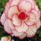 Begonia Picotee White/Red 3-pack - Svedberga Plantskola AB - Köp växter Online med hemleverans.