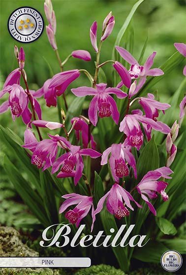 Bletilla Pink 1 -pack - Svedberga Plantskola AB - Köp växter Online med hemleverans.