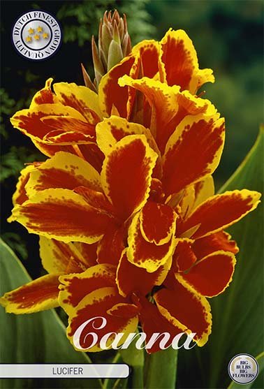 Canna Lucifer 1-pack - Svedberga Plantskola AB - Köp växter Online med hemleverans.