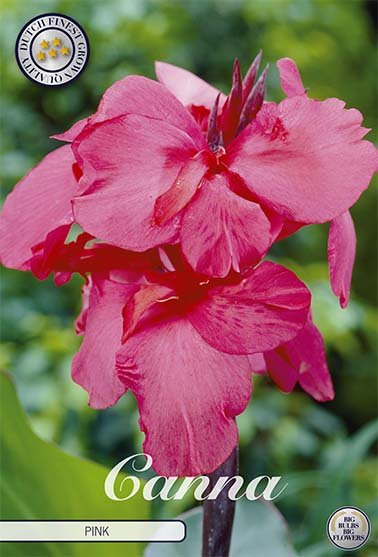 Canna Pink 1-pack - Svedberga Plantskola AB - Köp växter Online med hemleverans.