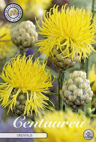 Centaurea Orientalis 1-pack - Svedberga Plantskola AB - Köp växter Online med hemleverans.