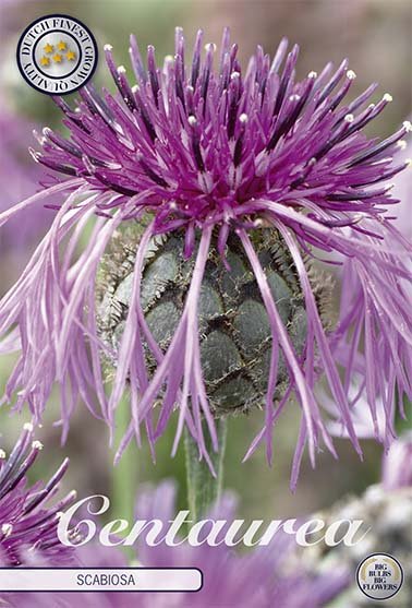 Centaurea Scabiosa 1-pack - Svedberga Plantskola AB - Köp växter Online med hemleverans.