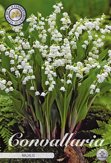 Convallaria Majalis 5-pack - Svedberga Plantskola AB - Köp växter Online med hemleverans.