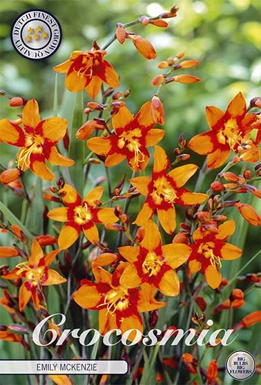 Crocosmia Emily Mckenzier 10 -pack - Svedberga Plantskola AB - Köp växter Online med hemleverans.