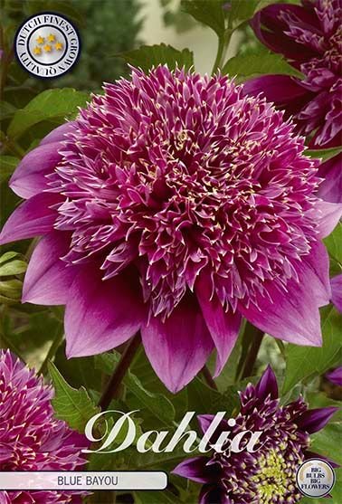 Dahlia Anemone Blue Bayou - Svedberga Plantskola AB - Köp växter Online med hemleverans.