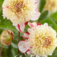 Dahlia Anemone Bon Odori - Svedberga Plantskola AB - Köp växter Online med hemleverans.