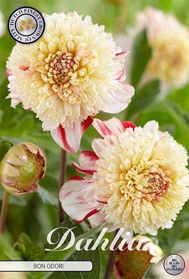 Dahlia Anemone Bon Odori - Svedberga Plantskola AB - Köp växter Online med hemleverans.