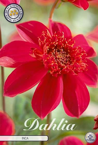 Dahlia Anemone Inca - Svedberga Plantskola AB - Köp växter Online med hemleverans.