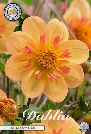 Dahlia Anemone Kelsey Annie Joy - Svedberga Plantskola AB - Köp växter Online med hemleverans.