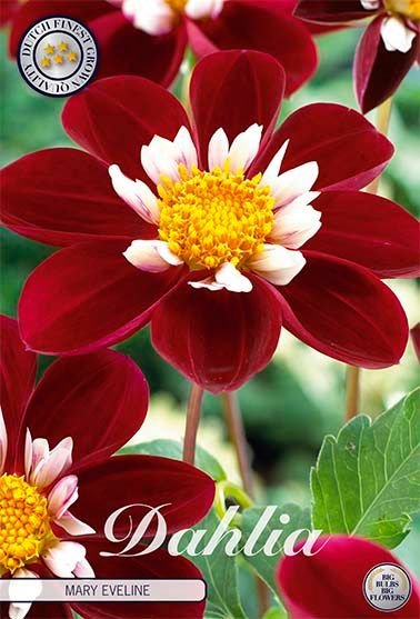 Dahlia Anemone Mary Eveline - Svedberga Plantskola AB - Köp växter Online med hemleverans.