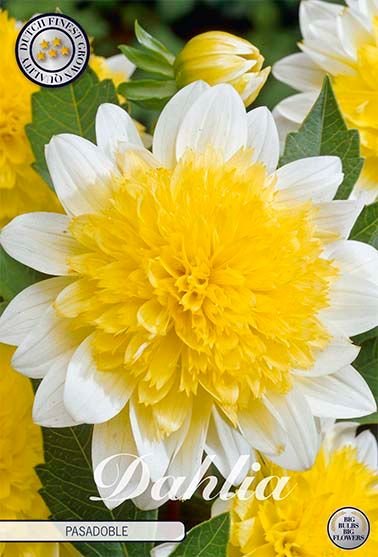 Dahlia Anemone Pasadoble - Svedberga Plantskola AB - Köp växter Online med hemleverans.