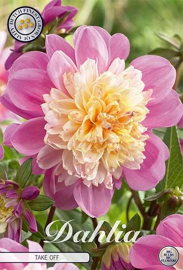 Dahlia Anemone Take Off - Svedberga Plantskola AB - Köp växter Online med hemleverans.