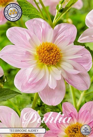 Dahlia Anemone Teesbrooke Audrey - Svedberga Plantskola AB - Köp växter Online med hemleverans.